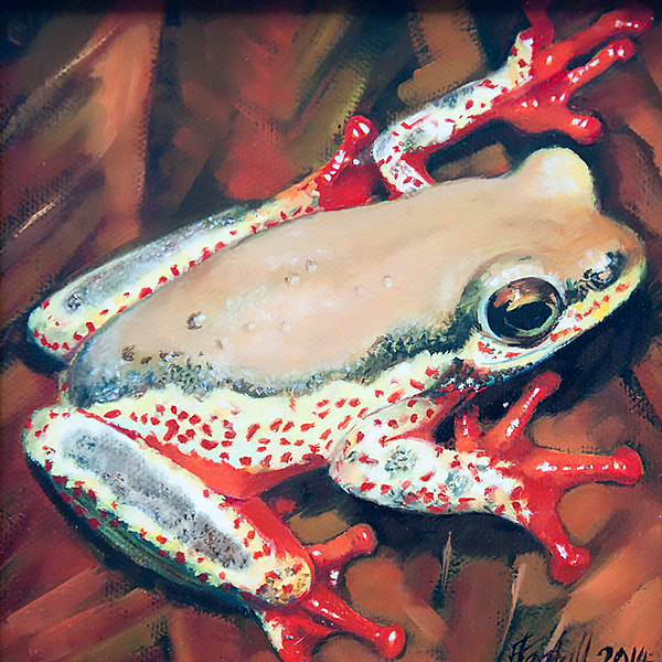 frog img 04 frog img 04